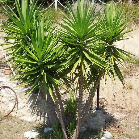 Vakantiehuis Casale Delle Palme